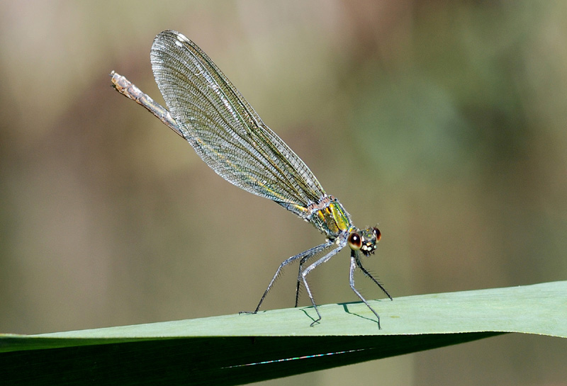 Calopteryx  splendens, femmina